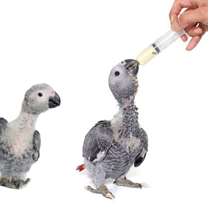 سرلاک پرندگان کاکو وزن 250 گرم gallery2