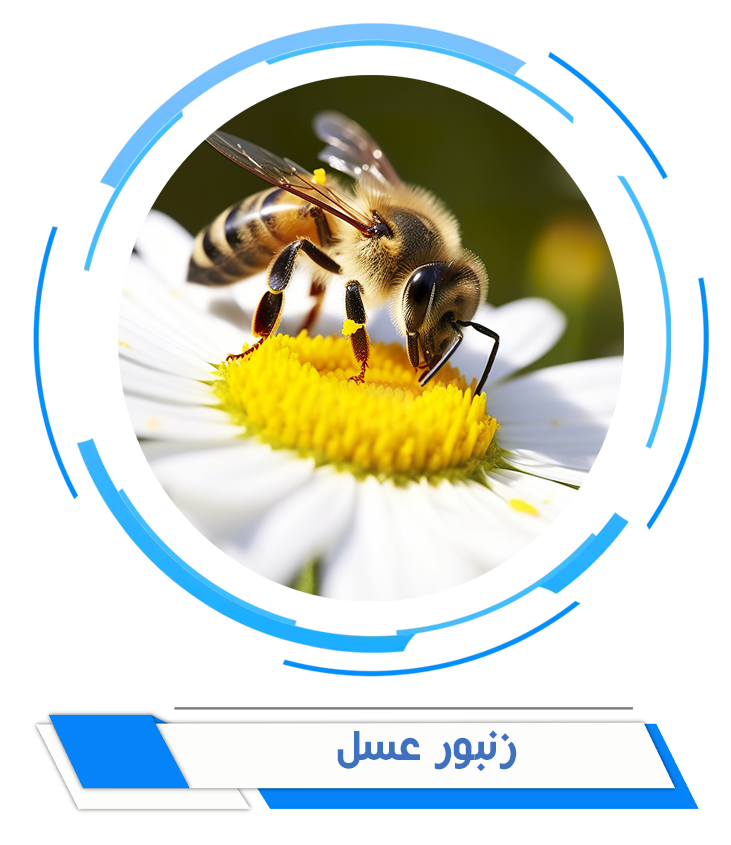 زنبور عسل