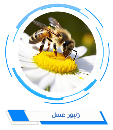 زنبور عسل