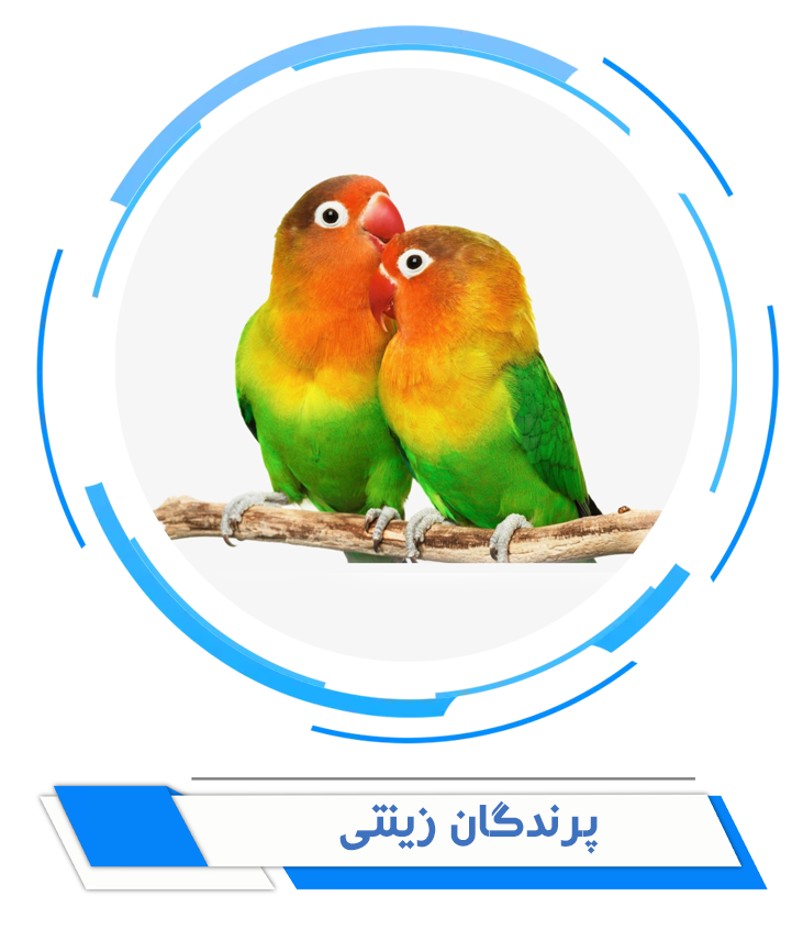 پرندگان زینتی